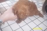 toy poodle 2