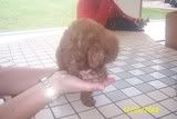 toy poodle1