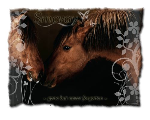 smcvaybanner.png