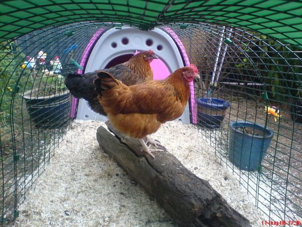 chooks010.jpg