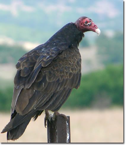 vulture-turkey-lg4.jpg?t=1256575956