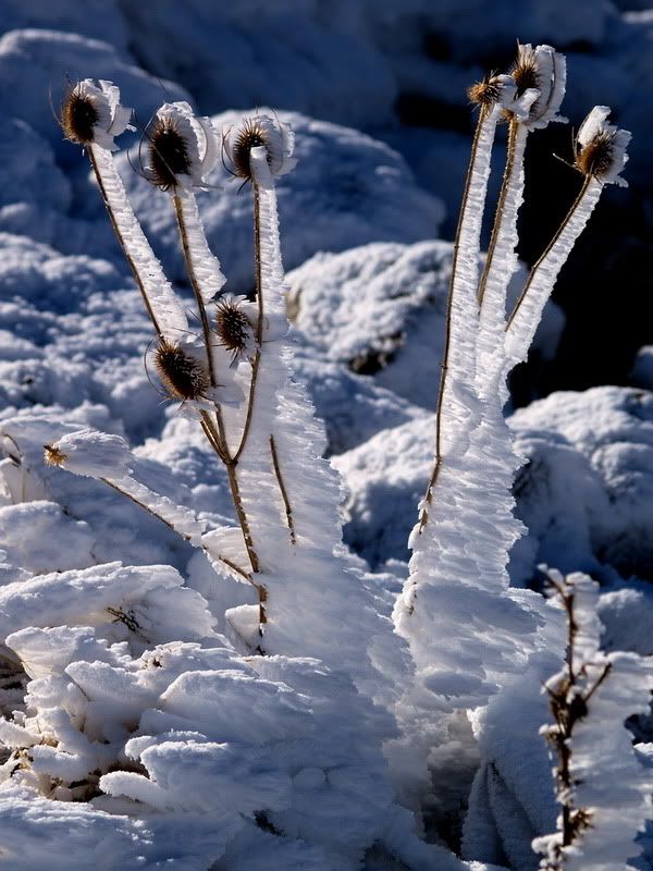 frost photo:  PC090280Frost.jpg