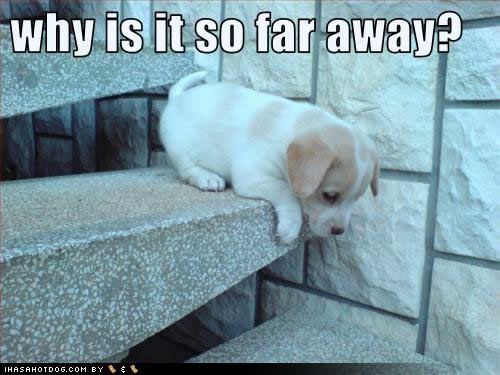 cute-puppy-pictures-far-away.jpg