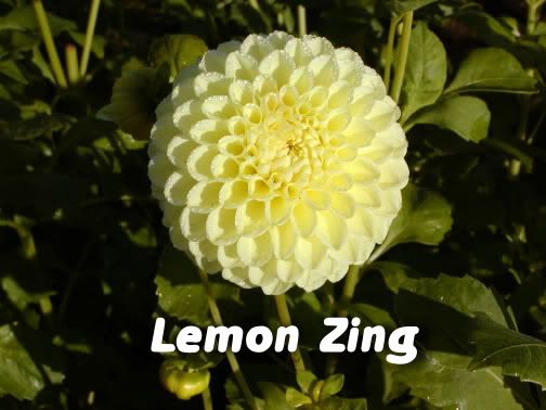 Lemon20Zing_JPG.jpg