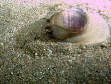 Monterey-Thurs-Moonsnail.gif