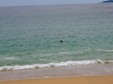 Monterey-seal.gif