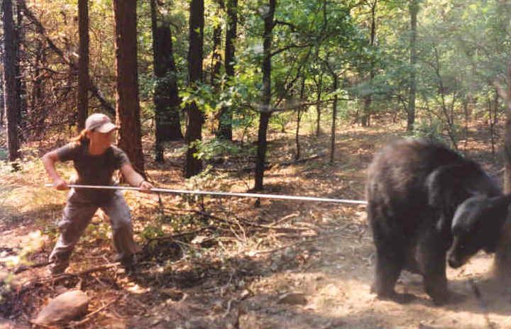 dontPoke-the-bear.jpg~original