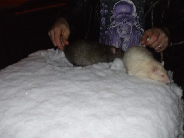 Edinburgh snow 8 - unimpressed rats