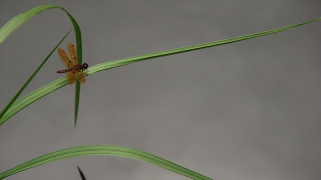 IMAGE: http://i65.photobucket.com/albums/h206/tommy--t/20090702-Everglades-Nationa.jpg