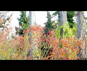 mount2_1_zps305448c5.gif