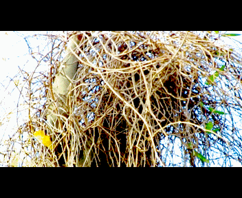 phili2_1_zpsacc13d53.gif