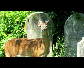 old16_1_zps79621f09.gif