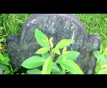 old7_1_zps5567569b.gif