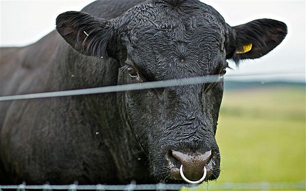 bull_1772647b_zpsdetpgyv3.jpg