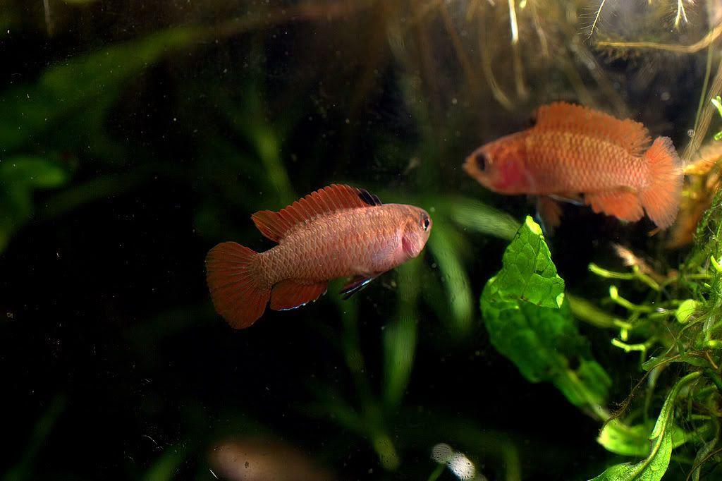 CRW_5954.jpg