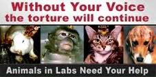 lab animals Pictures, Images and Photos