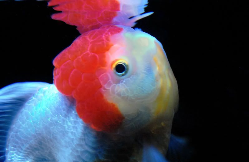 goldfish eggs how long to hatch. in tanks will spray his milt over care information Common+goldfish+eggs