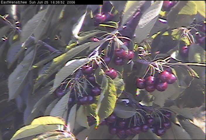 Cherry Cam