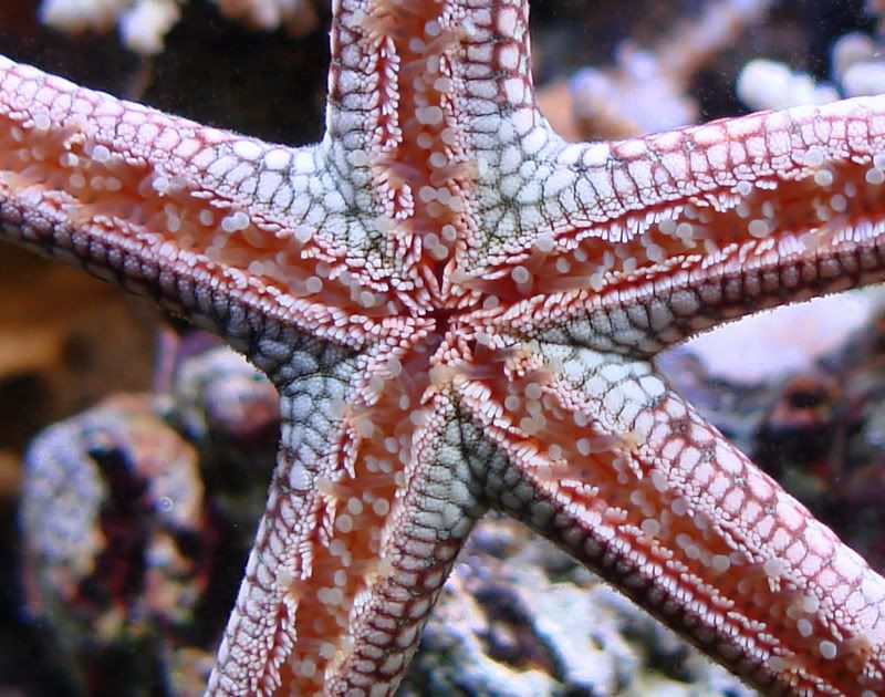 starfishundersidemacro.jpg