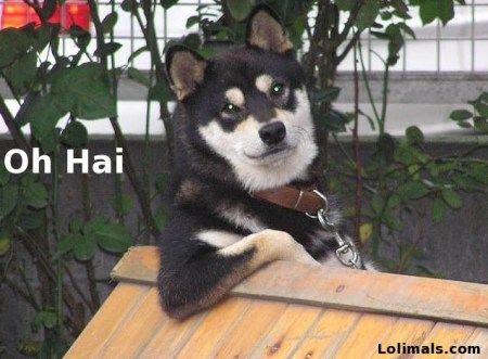 photo oh-hai-husky_zps9bc0f9a7.jpg