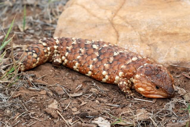 Egernia Rugosa