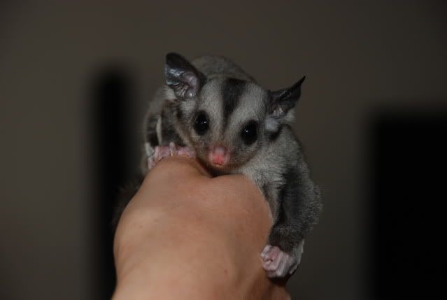 sugar glider for sale adelaide