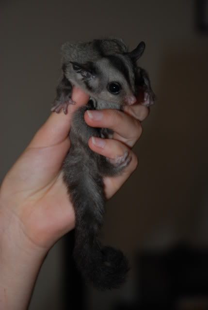 sugar glider for sale adelaide