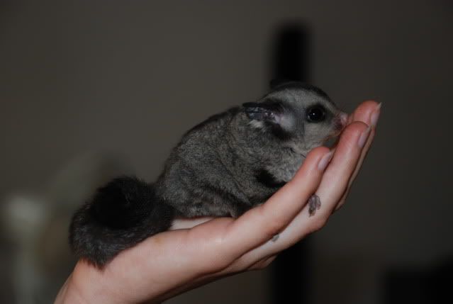 sugar glider for sale adelaide