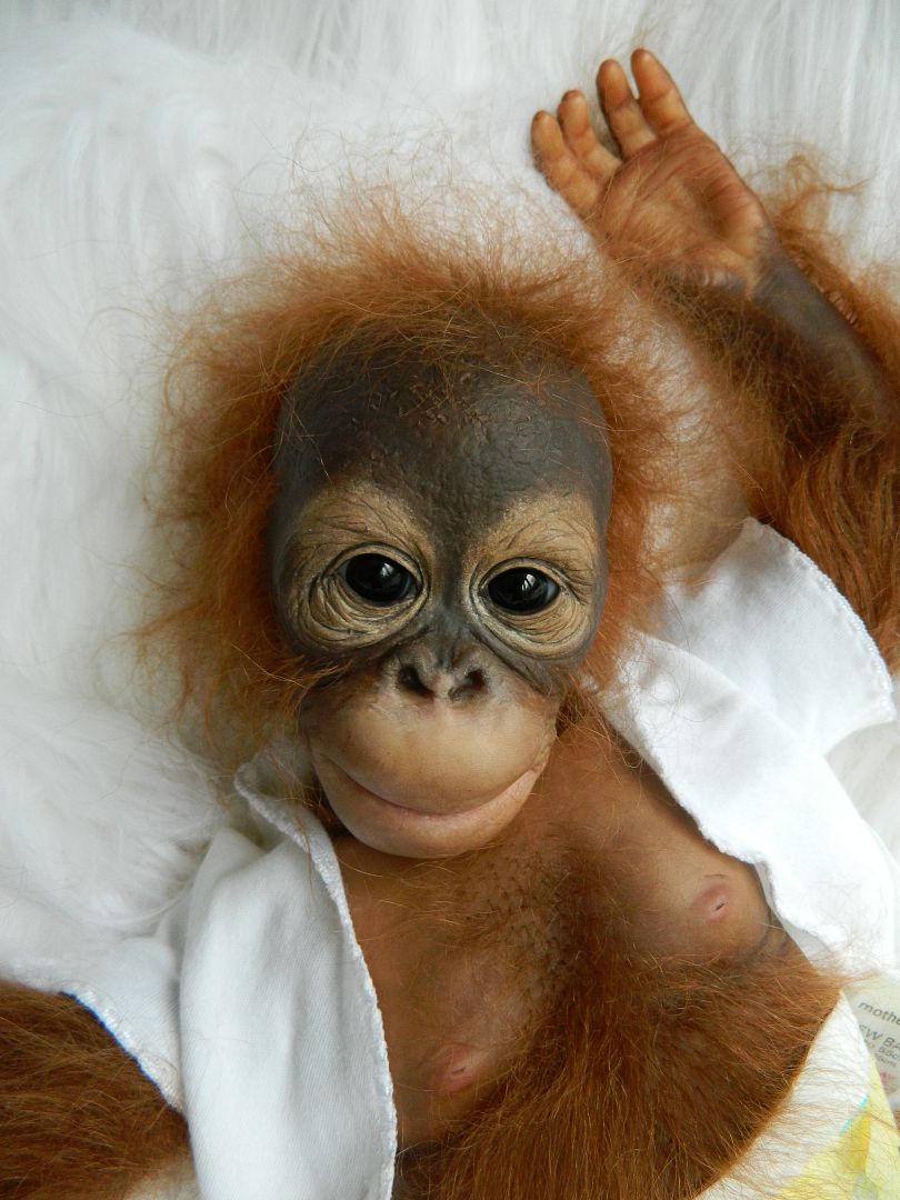 orangutan reborn