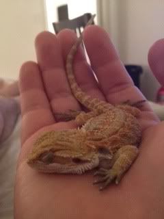 Bowsersleeping.jpg