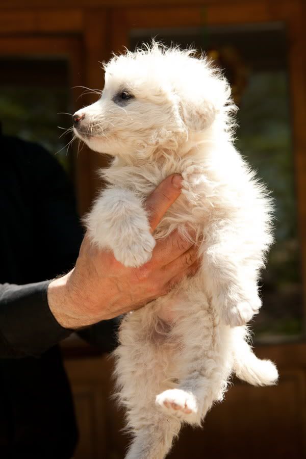 Кому щенка? 