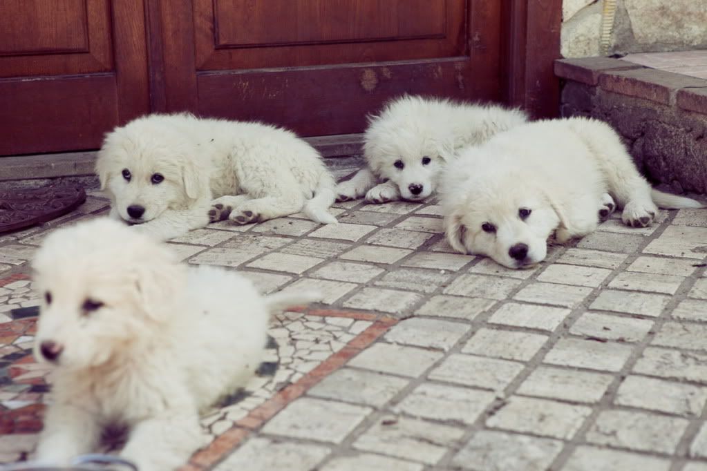 Кому щенка? 