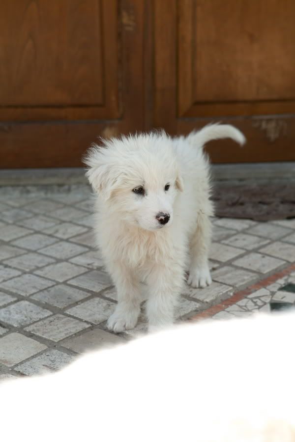 Кому щенка? 