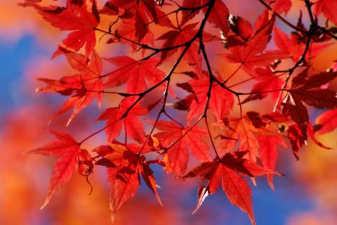 Autumn_Leaves.jpg image by katieNacole