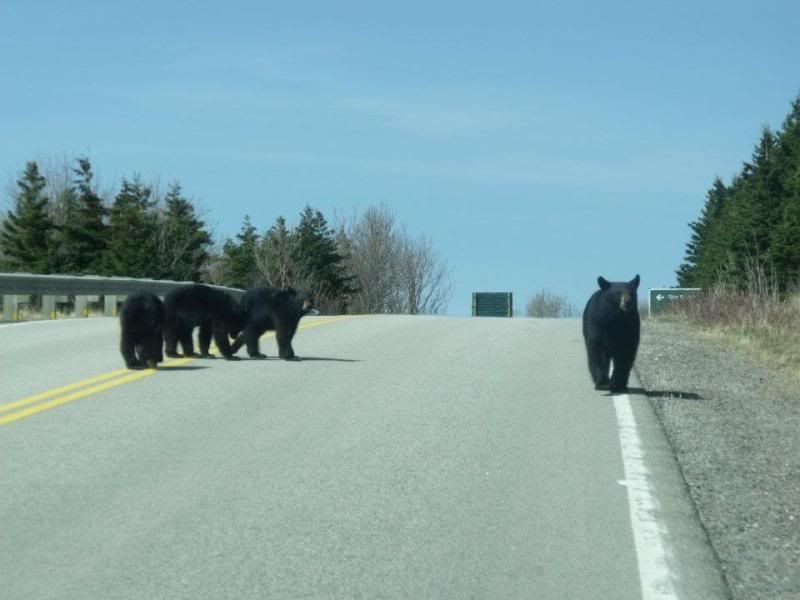 Some Cape Breton Bears Bear Hunting Nova Scotia Hunting