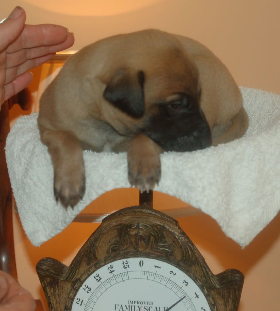jestandjennyspups35weeks026a.jpg