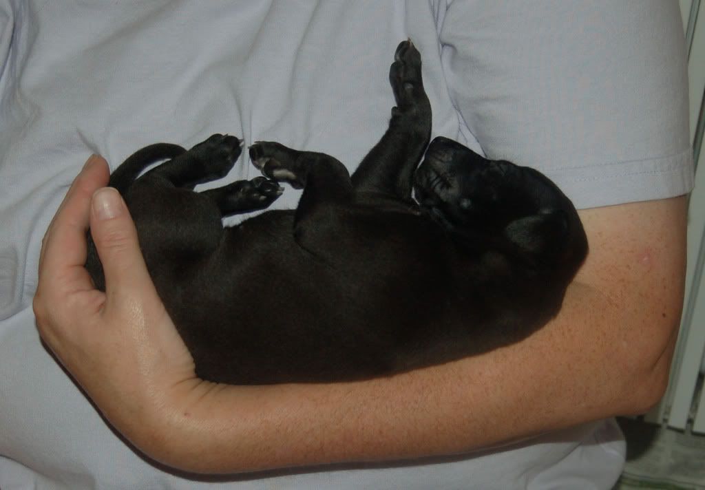 jestandjennyspups35weeks060a.jpg