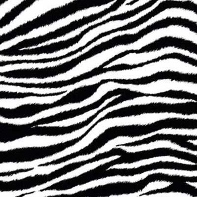 Zebra Birthday on Zebra1