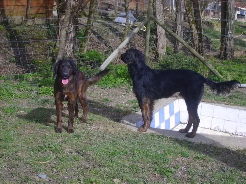 Farouck - croisé setter gordon - 3 ans Tabanac (33) Farouck - croisé setter gordon - 3 ans Tabanac (33)
