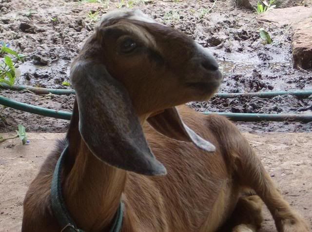 Introducing my girls. - Goats