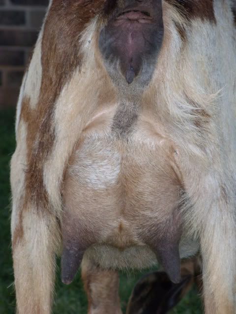 Udder opinions please. - Goats