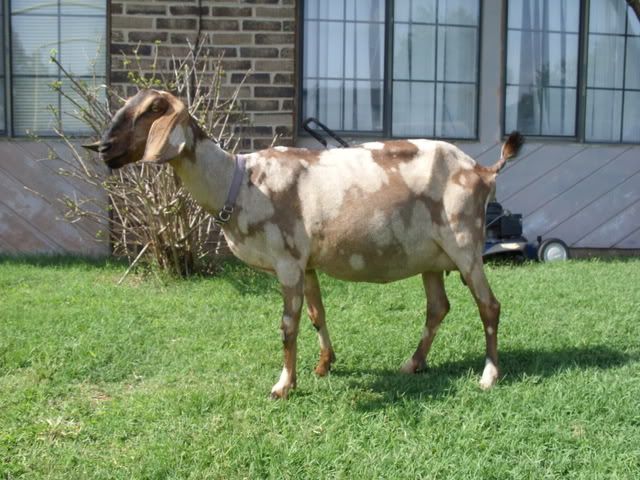 Lyrae before and after. - Goats