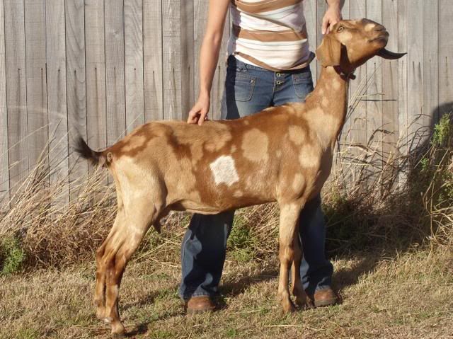 What do you think about my doe? - Goats