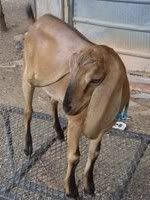 Introducing my girls. - Goats