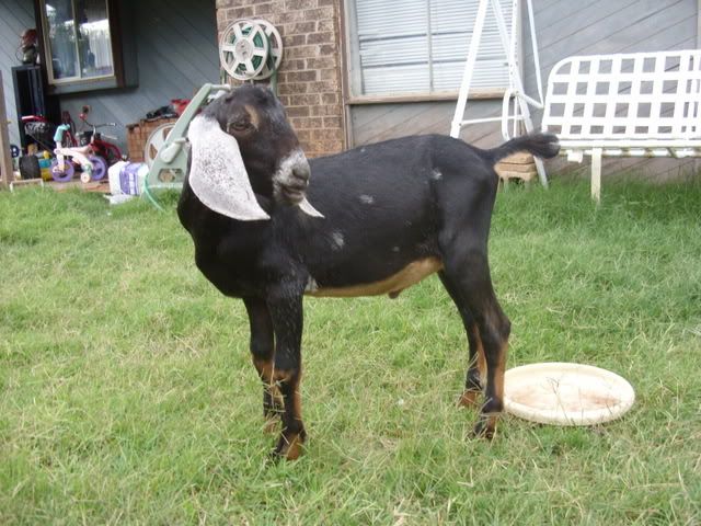 Nubian Buck for sale in OK. - Goats