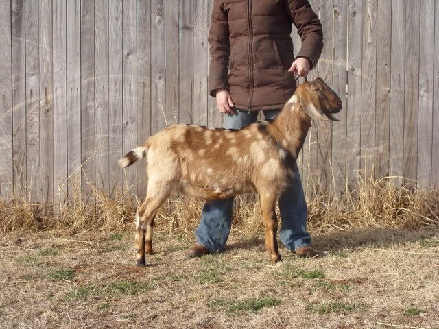 He insisted on saying hi. - Goats