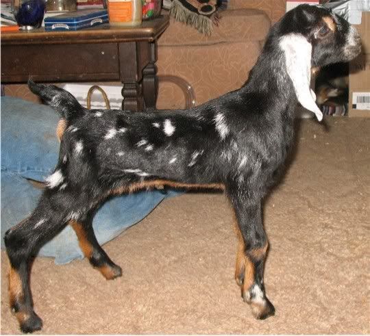 Introducing my girls. - Goats