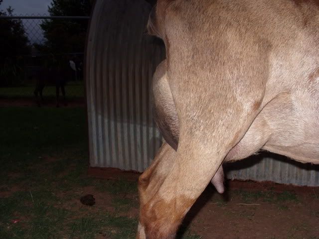Udder Thread Sticky with pics for reference? - Goats