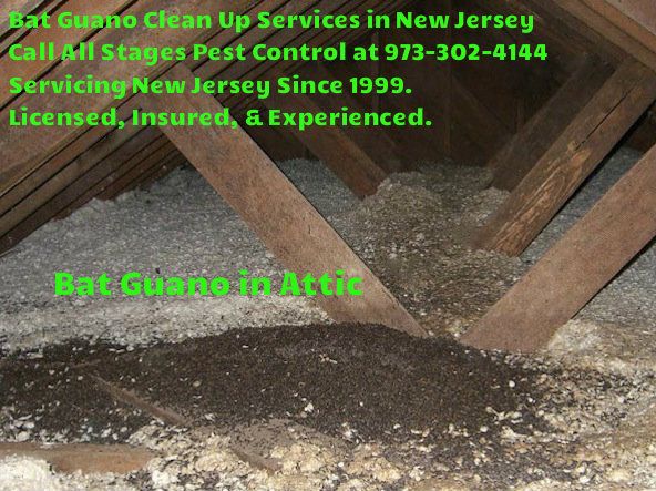 How To Keep A Mold Free Attic In New Jersey Attic Mold Prevention Tips Tricks