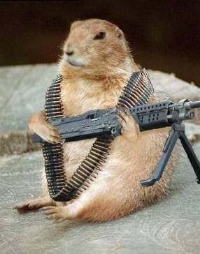 Rambo-Squirrel.jpg